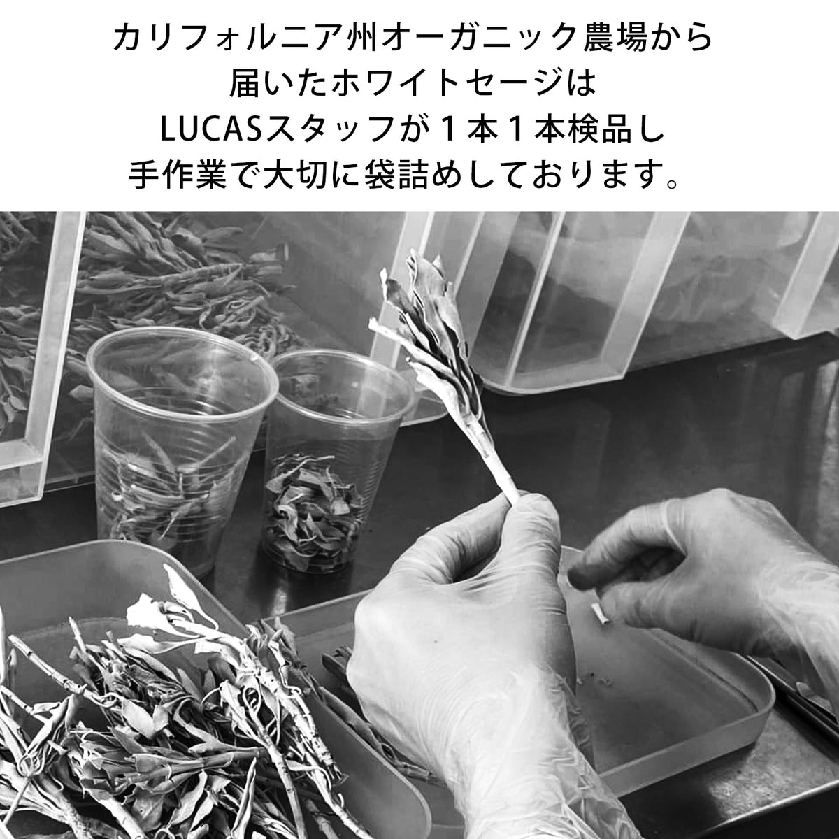 エクストラ・ホワイトセージ 【カリフォルニア直輸入・オーガニック・ホワイトセージ協会認証】LUCAS